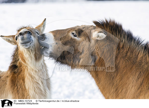 Przewalski Wildpferde / Przewalski's Horses / MBS-10724