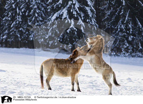 Przewalski Wildpferde / Przewalski's Horses / MBS-10728