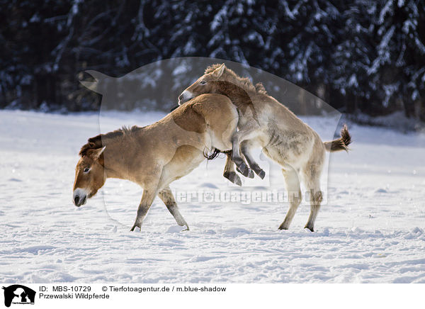 Przewalski Wildpferde / Przewalski's Horses / MBS-10729