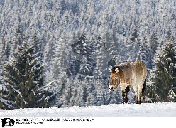 Przewalski Wildpferd / Przewalski's Horse / MBS-10731