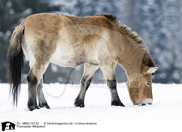 Przewalski Wildpferd / Przewalski's Horse / MBS-10732