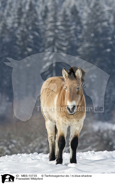 Przewalski Wildpferd / Przewalski's Horse / MBS-10735