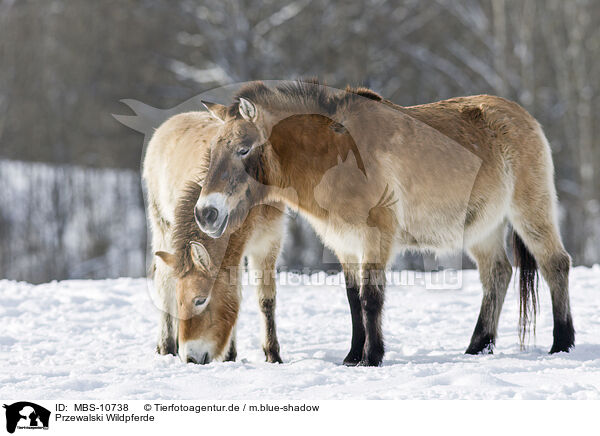 Przewalski Wildpferde / Przewalski's Horses / MBS-10738