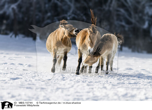 Przewalski Wildpferde / MBS-10744