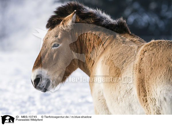 Przewalski Wildpferd / Przewalski's Horse / MBS-10745