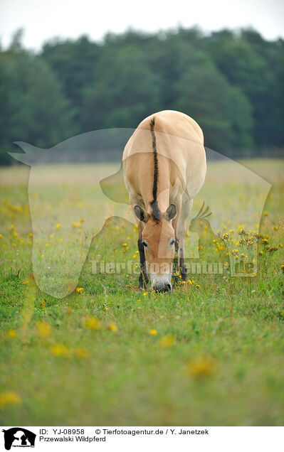 Przewalski Wildpferd / Przewalski's Horse / YJ-08958