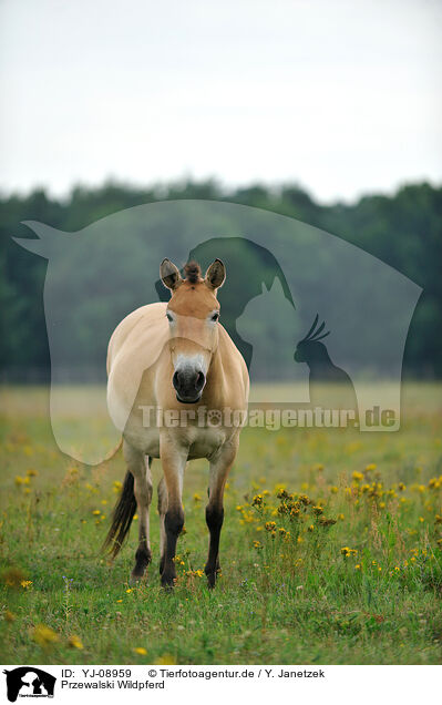 Przewalski Wildpferd / Przewalski's Horse / YJ-08959