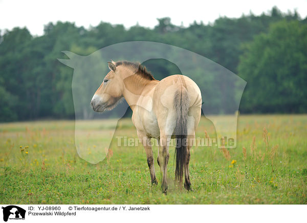Przewalski Wildpferd / Przewalski's Horse / YJ-08960