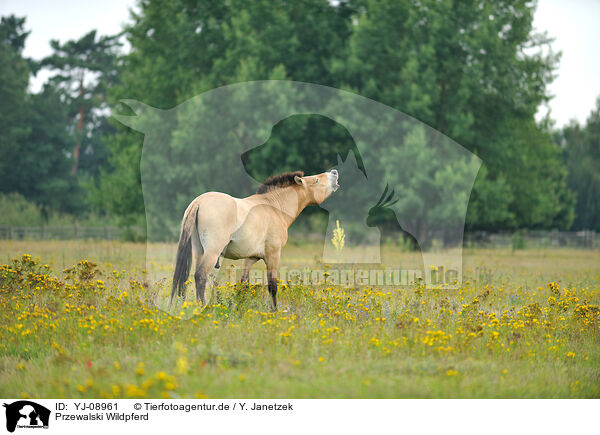 Przewalski Wildpferd / Przewalski's Horse / YJ-08961