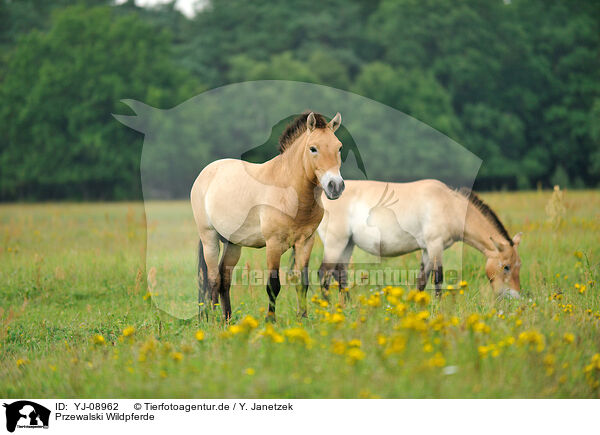 Przewalski Wildpferde / Przewalski's Horses / YJ-08962