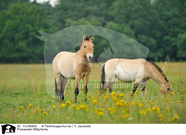 Przewalski Wildpferde / Przewalski's Horses / YJ-08963