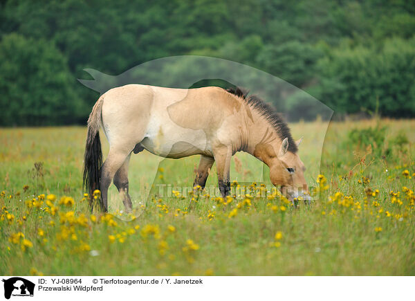 Przewalski Wildpferd / Przewalski's Horse / YJ-08964