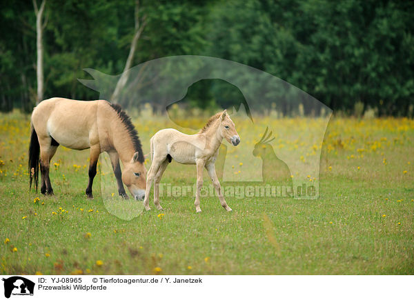 Przewalski Wildpferde / Przewalski's Horses / YJ-08965