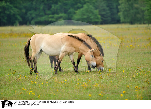 Przewalski Wildpferde / Przewalski's Horses / YJ-08967