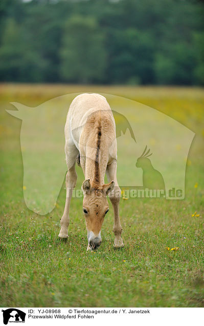 Przewalski Wildpferd Fohlen / Przewalski's Horse foal / YJ-08968