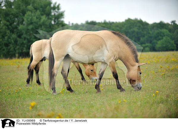 Przewalski Wildpferde / Przewalski's Horses / YJ-08969