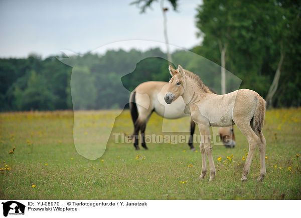 Przewalski Wildpferde / Przewalski's Horses / YJ-08970