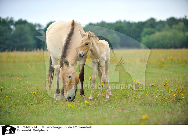 Przewalski Wildpferde / YJ-08974