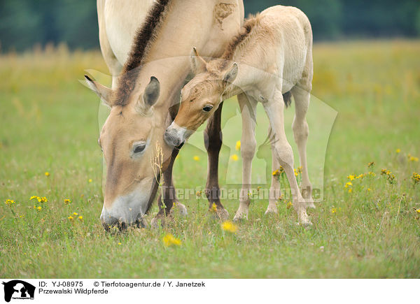 Przewalski Wildpferde / Przewalski's Horses / YJ-08975