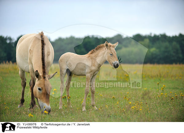 Przewalski Wildpferde / YJ-08976