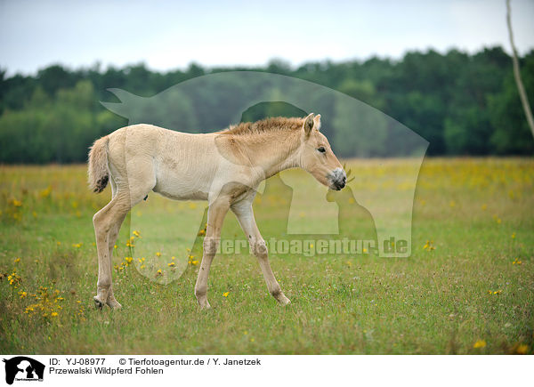 Przewalski Wildpferd Fohlen / YJ-08977