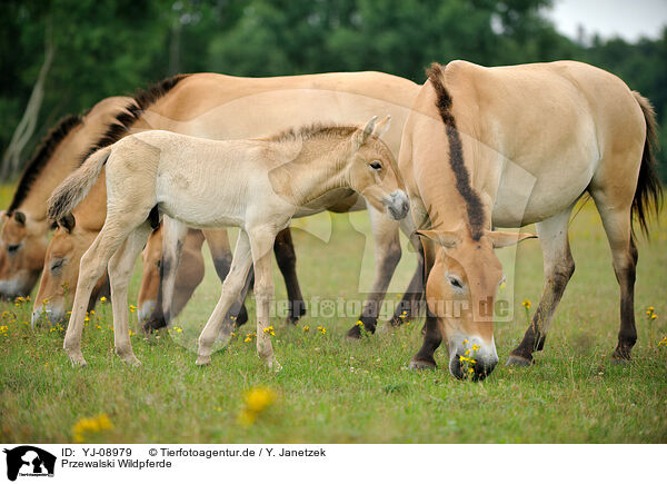 Przewalski Wildpferde / Przewalski's Horses / YJ-08979