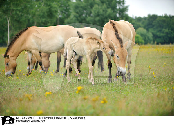 Przewalski Wildpferde / Przewalski's Horses / YJ-08981