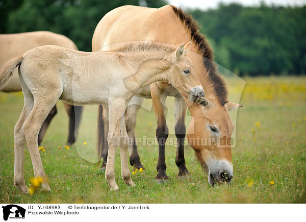 Przewalski Wildpferde / YJ-08983