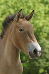 Przewalski Wildpferd Portrait