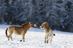 Przewalski Wildpferde