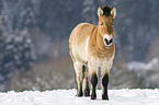 Przewalski Wildpferd