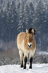 Przewalski Wildpferd