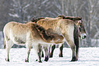 Przewalski Wildpferde