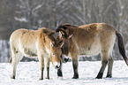 Przewalski Wildpferde