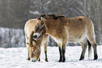 Przewalski Wildpferde