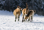 Przewalski Wildpferde