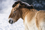 Przewalski Wildpferd