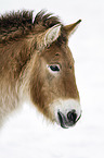 Przewalski Wildpferd