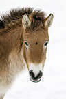 Przewalski Wildpferd