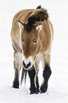 Przewalski Wildpferd