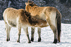 Przewalski Wildpferde