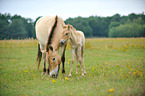 Przewalski Wildpferde