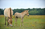 Przewalski Wildpferde