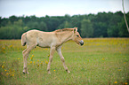 Przewalski Wildpferd Fohlen