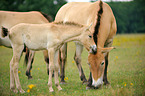 Przewalski Wildpferde