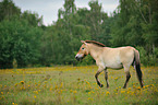 Przewalski Wildpferd