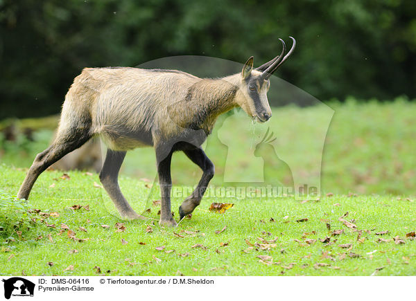 Pyrenen-Gmse / Pyrenean chamois / DMS-06416