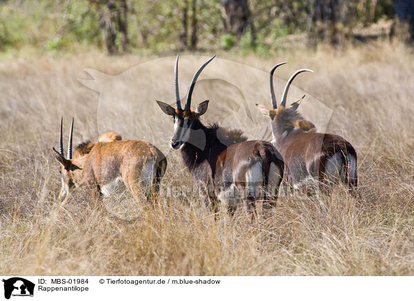 Rappenantilope / Sable Antelope / MBS-01984