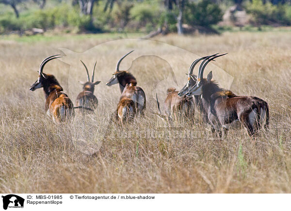 Rappenantilope / Sable Antelope / MBS-01985