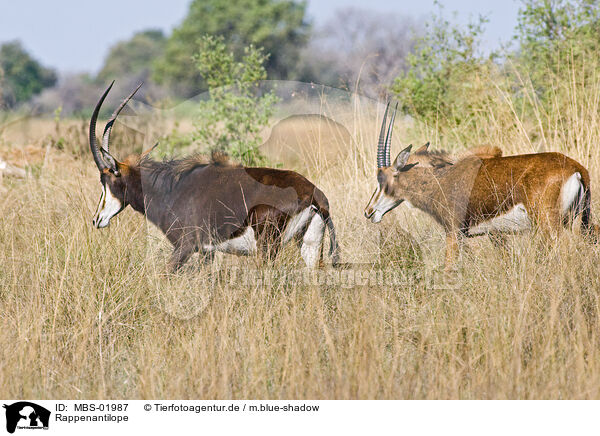 Rappenantilope / Sable Antelope / MBS-01987
